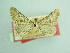  (Eupithecia sutiliata - BC ZSM Lep 103491)  @11 [ ] CreativeCommons - Attribution Non-Commercial Share-Alike (2018) SNSB, Staatliche Naturwissenschaftliche Sammlungen Bayerns ZSM (SNSB, Zoologische Staatssammlung Muenchen)