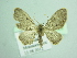  (Eupithecia carpophilata - BC ZSM Lep 103495)  @14 [ ] CreativeCommons - Attribution Non-Commercial Share-Alike (2018) SNSB, Staatliche Naturwissenschaftliche Sammlungen Bayerns ZSM (SNSB, Zoologische Staatssammlung Muenchen)