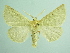  ( - BC ZSM Lep 103498)  @11 [ ] CreativeCommons - Attribution Non-Commercial Share-Alike (2018) SNSB, Staatliche Naturwissenschaftliche Sammlungen Bayerns ZSM (SNSB, Zoologische Staatssammlung Muenchen)