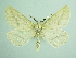  (Aspitates albaria - BC ZSM Lep 103500)  @11 [ ] CreativeCommons - Attribution Non-Commercial Share-Alike (2018) SNSB, Staatliche Naturwissenschaftliche Sammlungen Bayerns ZSM (SNSB, Zoologische Staatssammlung Muenchen)