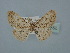  ( - BC ZSM Lep 106552)  @11 [ ] CreativeCommons - Attribution Non-Commercial Share-Alike (2019) SNSB, Staatliche Naturwissenschaftliche Sammlungen Bayerns ZSM (SNSB, Zoologische Staatssammlung Muenchen)