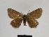  ( - BC ZSM Lep 106559)  @11 [ ] CreativeCommons - Attribution Non-Commercial Share-Alike (2019) SNSB, Staatliche Naturwissenschaftliche Sammlungen Bayerns ZSM (SNSB, Zoologische Staatssammlung Muenchen)