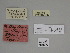  (Psodos werneri - BC ZSM Lep 106559)  @11 [ ] CreativeCommons - Attribution Non-Commercial Share-Alike (2019) SNSB, Staatliche Naturwissenschaftliche Sammlungen Bayerns ZSM (SNSB, Zoologische Staatssammlung Muenchen)