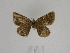  ( - BC ZSM Lep 106560)  @11 [ ] CreativeCommons - Attribution Non-Commercial Share-Alike (2019) SNSB, Staatliche Naturwissenschaftliche Sammlungen Bayerns ZSM (SNSB, Zoologische Staatssammlung Muenchen)