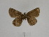  ( - BC ZSM Lep 106560)  @11 [ ] CreativeCommons - Attribution Non-Commercial Share-Alike (2019) SNSB, Staatliche Naturwissenschaftliche Sammlungen Bayerns ZSM (SNSB, Zoologische Staatssammlung Muenchen)