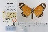  ( - BC ZSM Lep 106571)  @11 [ ] CreativeCommons - Attribution Non-Commercial Share-Alike (2019) SNSB, Staatliche Naturwissenschaftliche Sammlungen Bayerns ZSM (SNSB, Zoologische Staatssammlung Muenchen)