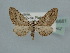  ( - BC ZSM Lep 106582)  @11 [ ] CreativeCommons - Attribution Non-Commercial Share-Alike (2019) SNSB, Staatliche Naturwissenschaftliche Sammlungen Bayerns ZSM (SNSB, Zoologische Staatssammlung Muenchen)