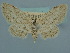  ( - BC ZSM Lep 106596)  @11 [ ] CreativeCommons - Attribution Non-Commercial Share-Alike (2019) SNSB, Staatliche Naturwissenschaftliche Sammlungen Bayerns ZSM (SNSB, Zoologische Staatssammlung Muenchen)