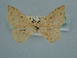  ( - BC ZSM Lep 106607)  @11 [ ] CreativeCommons - Attribution Non-Commercial Share-Alike (2019) SNSB, Staatliche Naturwissenschaftliche Sammlungen Bayerns ZSM (SNSB, Zoologische Staatssammlung Muenchen)
