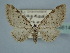  ( - BC ZSM Lep 106614)  @11 [ ] CreativeCommons - Attribution Non-Commercial Share-Alike (2019) SNSB, Staatliche Naturwissenschaftliche Sammlungen Bayerns ZSM (SNSB, Zoologische Staatssammlung Muenchen)