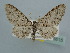  ( - BC ZSM Lep 106615)  @11 [ ] CreativeCommons - Attribution Non-Commercial Share-Alike (2019) SNSB, Staatliche Naturwissenschaftliche Sammlungen Bayerns ZSM (SNSB, Zoologische Staatssammlung Muenchen)
