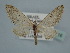  (Eupithecia unedonata - BC ZSM Lep 106616)  @14 [ ] CreativeCommons - Attribution Non-Commercial Share-Alike (2019) SNSB, Staatliche Naturwissenschaftliche Sammlungen Bayerns ZSM (SNSB, Zoologische Staatssammlung Muenchen)