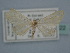  ( - BC ZSM Lep 106622)  @11 [ ] CreativeCommons - Attribution Non-Commercial Share-Alike (2019) SNSB, Staatliche Naturwissenschaftliche Sammlungen Bayerns ZSM (SNSB, Zoologische Staatssammlung Muenchen)