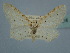  ( - BC ZSM Lep 106624)  @11 [ ] CreativeCommons - Attribution Non-Commercial Share-Alike (2019) SNSB, Staatliche Naturwissenschaftliche Sammlungen Bayerns ZSM (SNSB, Zoologische Staatssammlung Muenchen)
