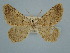  ( - BC ZSM Lep 106632)  @11 [ ] CreativeCommons - Attribution Non-Commercial Share-Alike (2019) SNSB, Staatliche Naturwissenschaftliche Sammlungen Bayerns ZSM (SNSB, Zoologische Staatssammlung Muenchen)