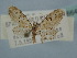  (Eupithecia pantellata - BC ZSM Lep 106642)  @11 [ ] CreativeCommons - Attribution Non-Commercial Share-Alike (2019) SNSB, Staatliche Naturwissenschaftliche Sammlungen Bayerns ZSM (SNSB, Zoologische Staatssammlung Muenchen)