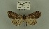  (Mniotype lugens - BC ZSM Lep 106646)  @13 [ ] CreativeCommons - Attribution Non-Commercial Share-Alike (2019) SNSB, Staatliche Naturwissenschaftliche Sammlungen Bayerns ZSM (SNSB, Zoologische Staatssammlung Muenchen)