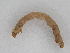  ( - BC ZSM Lep 107225)  @11 [ ] CreativeCommons - Attribution Non-Commercial Share-Alike (2019) SNSB, Staatliche Naturwissenschaftliche Sammlungen Bayerns ZSM (SNSB, Zoologische Staatssammlung Muenchen)