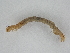 (Antiblemma sp. LA2011_318 - BC ZSM Lep 107229)  @11 [ ] CreativeCommons - Attribution Non-Commercial Share-Alike (2019) SNSB, Staatliche Naturwissenschaftliche Sammlungen Bayerns ZSM (SNSB, Zoologische Staatssammlung Muenchen)