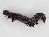  ( - BC ZSM Lep 107236)  @11 [ ] CreativeCommons - Attribution Non-Commercial Share-Alike (2019) SNSB, Staatliche Naturwissenschaftliche Sammlungen Bayerns ZSM (SNSB, Zoologische Staatssammlung Muenchen)