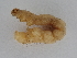 ( - BC ZSM Lep 107241)  @11 [ ] CreativeCommons - Attribution Non-Commercial Share-Alike (2019) SNSB, Staatliche Naturwissenschaftliche Sammlungen Bayerns ZSM (SNSB, Zoologische Staatssammlung Muenchen)