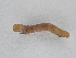  ( - BC ZSM Lep 107247)  @12 [ ] CreativeCommons - Attribution Non-Commercial Share-Alike (2019) SNSB, Staatliche Naturwissenschaftliche Sammlungen Bayerns ZSM (SNSB, Zoologische Staatssammlung Muenchen)