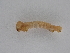  ( - BC ZSM Lep 107250)  @12 [ ] CreativeCommons - Attribution Non-Commercial Share-Alike (2019) SNSB, Staatliche Naturwissenschaftliche Sammlungen Bayerns ZSM (SNSB, Zoologische Staatssammlung Muenchen)