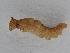  (Zaretis hurin - BC ZSM Lep 107263)  @12 [ ] CreativeCommons - Attribution Non-Commercial Share-Alike (2019) SNSB, Staatliche Naturwissenschaftliche Sammlungen Bayerns ZSM (SNSB, Zoologische Staatssammlung Muenchen)