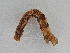  ( - BC ZSM Lep 107275)  @12 [ ] CreativeCommons - Attribution Non-Commercial Share-Alike (2019) SNSB, Staatliche Naturwissenschaftliche Sammlungen Bayerns ZSM (SNSB, Zoologische Staatssammlung Muenchen)