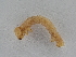  ( - BC ZSM Lep 107298)  @12 [ ] CreativeCommons - Attribution Non-Commercial Share-Alike (2019) SNSB, Staatliche Naturwissenschaftliche Sammlungen Bayerns ZSM (SNSB, Zoologische Staatssammlung Muenchen)