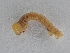  ( - BC ZSM Lep 107299)  @12 [ ] CreativeCommons - Attribution Non-Commercial Share-Alike (2019) SNSB, Staatliche Naturwissenschaftliche Sammlungen Bayerns ZSM (SNSB, Zoologische Staatssammlung Muenchen)