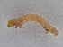  ( - BC ZSM Lep 107300)  @12 [ ] CreativeCommons - Attribution Non-Commercial Share-Alike (2019) SNSB, Staatliche Naturwissenschaftliche Sammlungen Bayerns ZSM (SNSB, Zoologische Staatssammlung Muenchen)