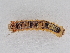  ( - BC ZSM Lep 107312)  @11 [ ] CreativeCommons - Attribution Non-Commercial Share-Alike (2019) SNSB, Staatliche Naturwissenschaftliche Sammlungen Bayerns ZSM (SNSB, Zoologische Staatssammlung Muenchen)