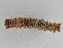  ( - BC ZSM Lep 107313)  @11 [ ] CreativeCommons - Attribution Non-Commercial Share-Alike (2019) SNSB, Staatliche Naturwissenschaftliche Sammlungen Bayerns ZSM (SNSB, Zoologische Staatssammlung Muenchen)