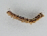  ( - BC ZSM Lep 107315)  @11 [ ] CreativeCommons - Attribution Non-Commercial Share-Alike (2019) SNSB, Staatliche Naturwissenschaftliche Sammlungen Bayerns ZSM (SNSB, Zoologische Staatssammlung Muenchen)