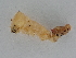  ( - BC ZSM Lep 107344)  @11 [ ] CreativeCommons - Attribution Non-Commercial Share-Alike (2019) SNSB, Staatliche Naturwissenschaftliche Sammlungen Bayerns ZSM (SNSB, Zoologische Staatssammlung Muenchen)