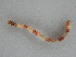  (Alydda - BC ZSM Lep 107364)  @11 [ ] CreativeCommons - Attribution Non-Commercial Share-Alike (2019) SNSB, Staatliche Naturwissenschaftliche Sammlungen Bayerns ZSM (SNSB, Zoologische Staatssammlung Muenchen)