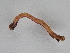  ( - BC ZSM Lep 107389)  @11 [ ] CreativeCommons - Attribution Non-Commercial Share-Alike (2019) SNSB, Staatliche Naturwissenschaftliche Sammlungen Bayerns ZSM (SNSB, Zoologische Staatssammlung Muenchen)