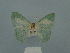  ( - BC ZSM Lep 110719)  @11 [ ] by-nc-sa (2021) SNSB, Staatliche Naturwissenschaftliche Sammlungen Bayerns ZSM (SNSB, Zoologische Staatssammlung Muenchen)
