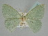  ( - BC ZSM Lep 114645)  @11 [ ] by-nc-sa (2021) SNSB, Staatliche Naturwissenschaftliche Sammlungen Bayerns ZSM (SNSB, Zoologische Staatssammlung Muenchen)