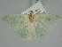  ( - BC ZSM Lep 114662)  @11 [ ] by-nc-sa (2021) SNSB, Staatliche Naturwissenschaftliche Sammlungen Bayerns ZSM (SNSB, Zoologische Staatssammlung Muenchen)