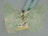  ( - BC ZSM Lep 114694)  @11 [ ] by-nc-sa (2021) SNSB, Staatliche Naturwissenschaftliche Sammlungen Bayerns ZSM (SNSB, Zoologische Staatssammlung Muenchen)