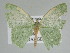  ( - BC_ZSM_Lep_115292)  @11 [ ] by-nc-sa (2022) SNSB, Staatliche Naturwissenschaftliche Sammlungen Bayerns ZSM (SNSB, Zoologische Staatssammlung Muenchen)