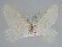  (Mirlatia - BC_ZSM_Lep_115293)  @11 [ ] by-nc-sa (2022) SNSB, Staatliche Naturwissenschaftliche Sammlungen Bayerns ZSM (SNSB, Zoologische Staatssammlung Muenchen)