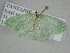  ( - BC_ZSM_Lep_115322)  @11 [ ] by-nc-sa (2022) SNSB, Staatliche Naturwissenschaftliche Sammlungen Bayerns ZSM (SNSB, Zoologische Staatssammlung Muenchen)