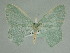  ( - BC_ZSM_Lep_115326)  @11 [ ] by-nc-sa (2022) SNSB, Staatliche Naturwissenschaftliche Sammlungen Bayerns ZSM (SNSB, Zoologische Staatssammlung Muenchen)