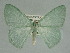  ( - BC_ZSM_Lep_115349)  @11 [ ] by-nc-sa (2022) SNSB, Staatliche Naturwissenschaftliche Sammlungen Bayerns ZSM (SNSB, Zoologische Staatssammlung Muenchen)