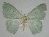  ( - BC_ZSM_Lep_115373)  @11 [ ] by-nc-sa (2022) SNSB, Staatliche Naturwissenschaftliche Sammlungen Bayerns ZSM (SNSB, Zoologische Staatssammlung Muenchen)