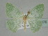  ( - BC_ZSM_Lep_115376)  @11 [ ] by-nc-sa (2022) SNSB, Staatliche Naturwissenschaftliche Sammlungen Bayerns ZSM (SNSB, Zoologische Staatssammlung Muenchen)