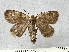  (Sciadia unicoloraria bubaceki - BC_ZSM_Lep_116270)  @11 [ ] by-nc-sa (2024) SNSB, Staatliche Naturwissenschaftliche Sammlungen Bayerns ZSM (SNSB, Zoologische Staatssammlung Muenchen)